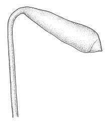 Plagiobryum novae-seelandiae, capsule. Drawn from A.J. Fife 5075, CHR 104220.
 Image: R.C. Wagstaff © Landcare Research 2015 